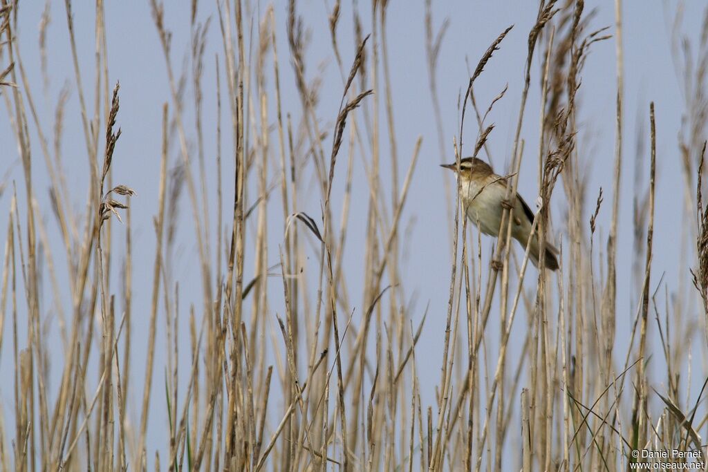 Sedge Warbleradult, Reproduction-nesting