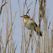 Sedge Warbler