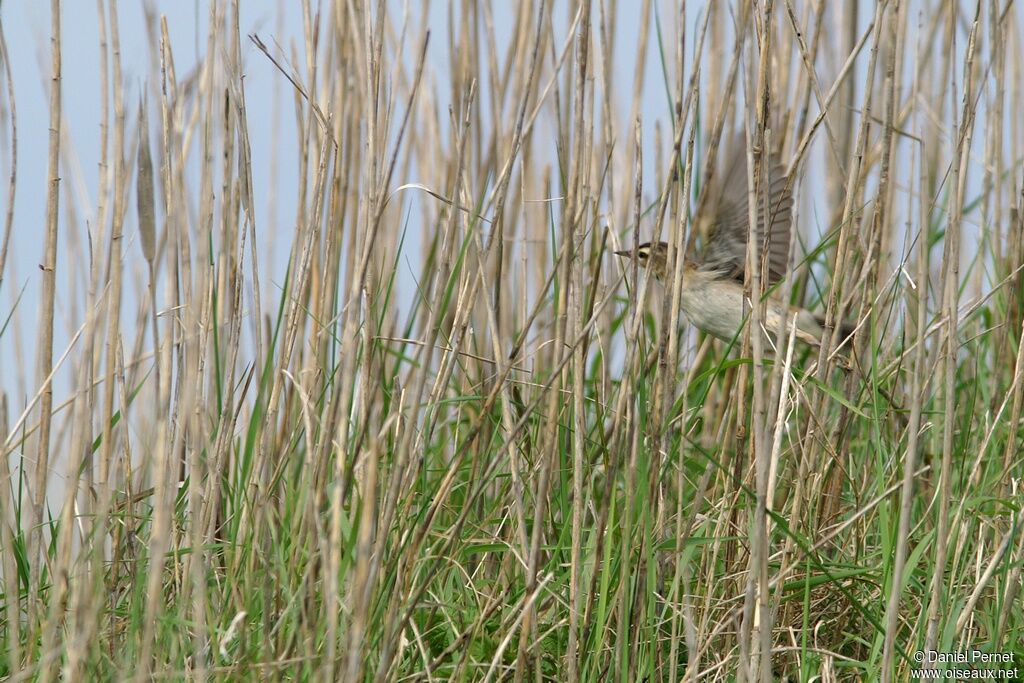 Sedge Warbleradult, Reproduction-nesting