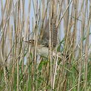 Sedge Warbler