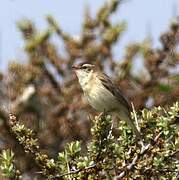 Sedge Warbler