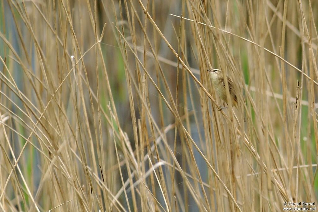 Sedge Warbleradult, Reproduction-nesting