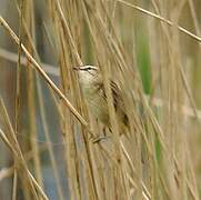 Sedge Warbler