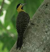 Campo Flicker