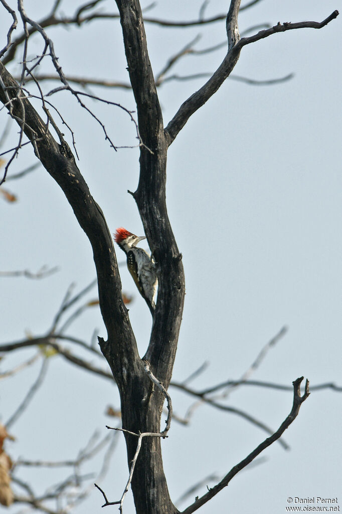 Black-rumped Flamebackadult, identification