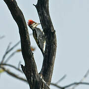 Black-rumped Flameback