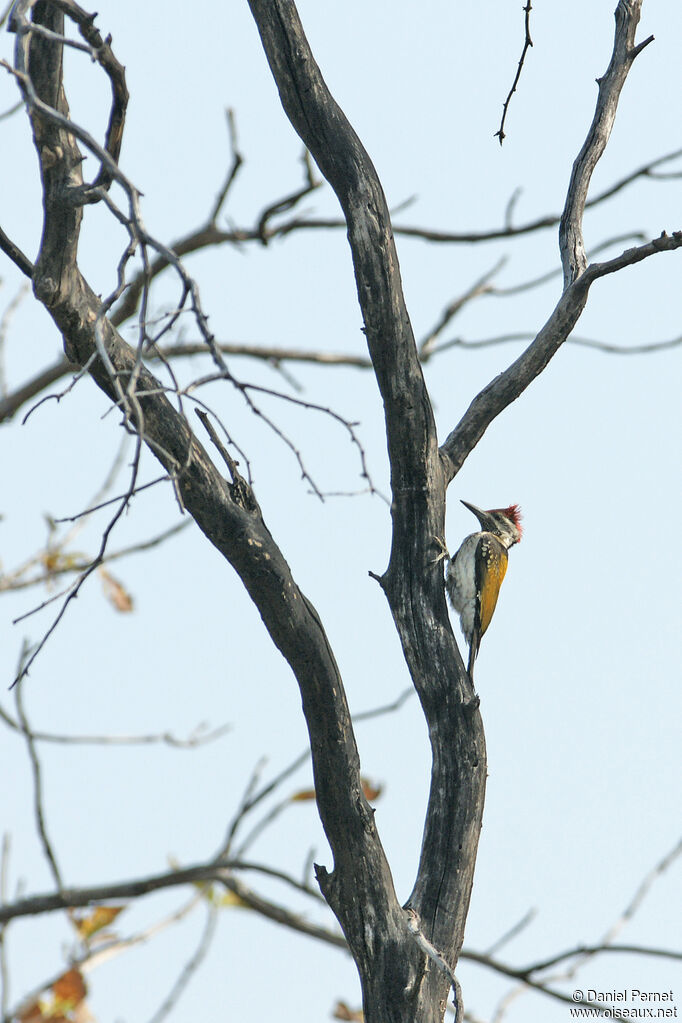 Black-rumped Flamebackadult, identification