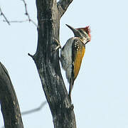 Black-rumped Flameback