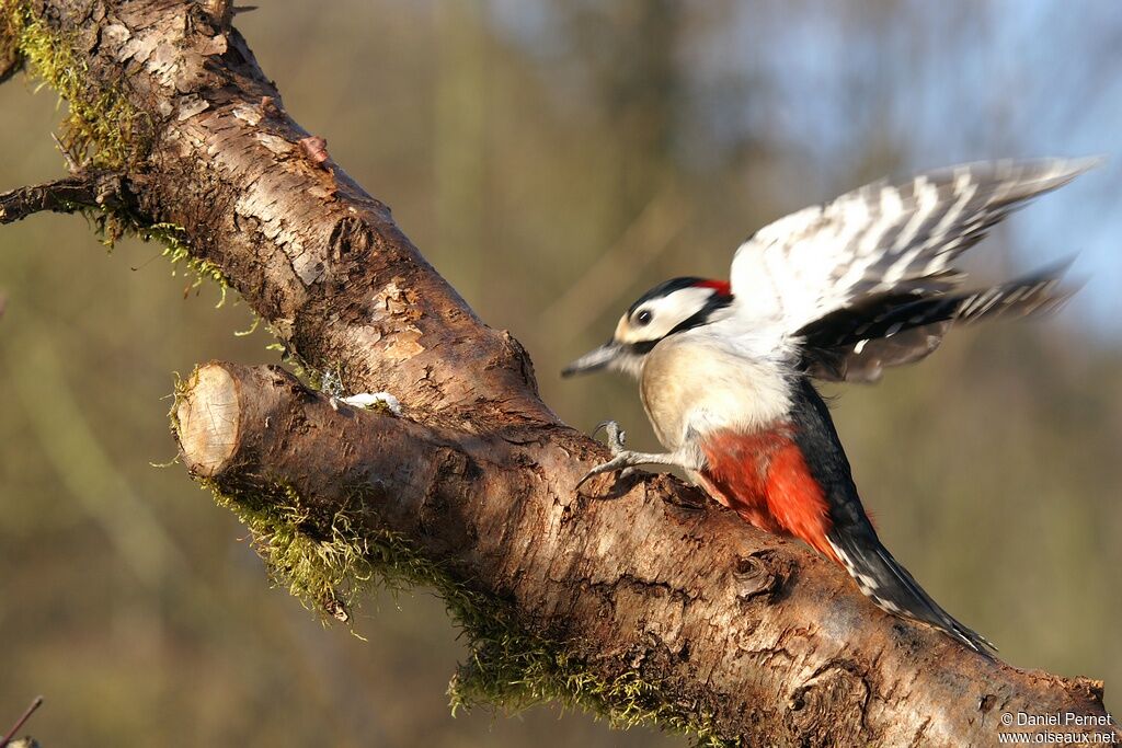 Great Spotted Woodpecker male adult, Behaviour