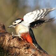 Great Spotted Woodpecker