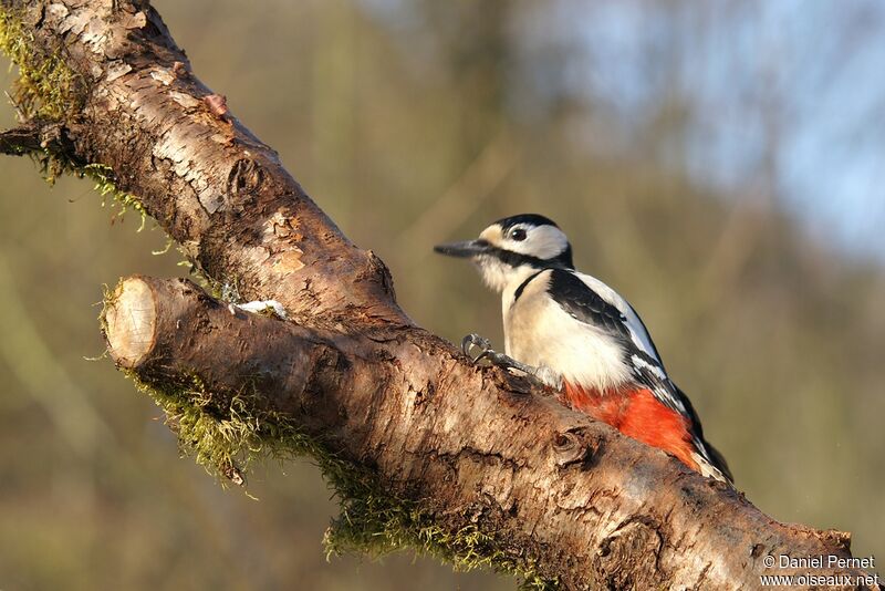 Great Spotted Woodpecker male adult, Behaviour