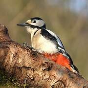 Great Spotted Woodpecker