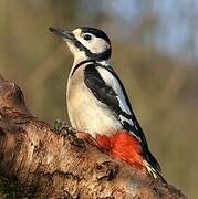 Great Spotted Woodpecker