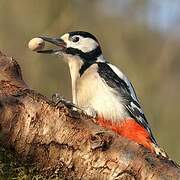 Great Spotted Woodpecker