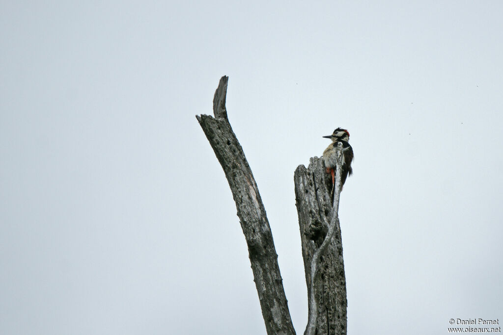 Pic épeicheadulte, habitat