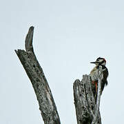 Great Spotted Woodpecker