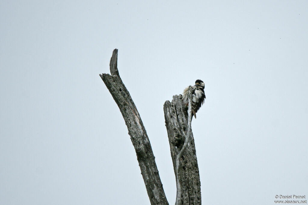 Great Spotted Woodpeckeradult, habitat