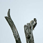 Great Spotted Woodpecker