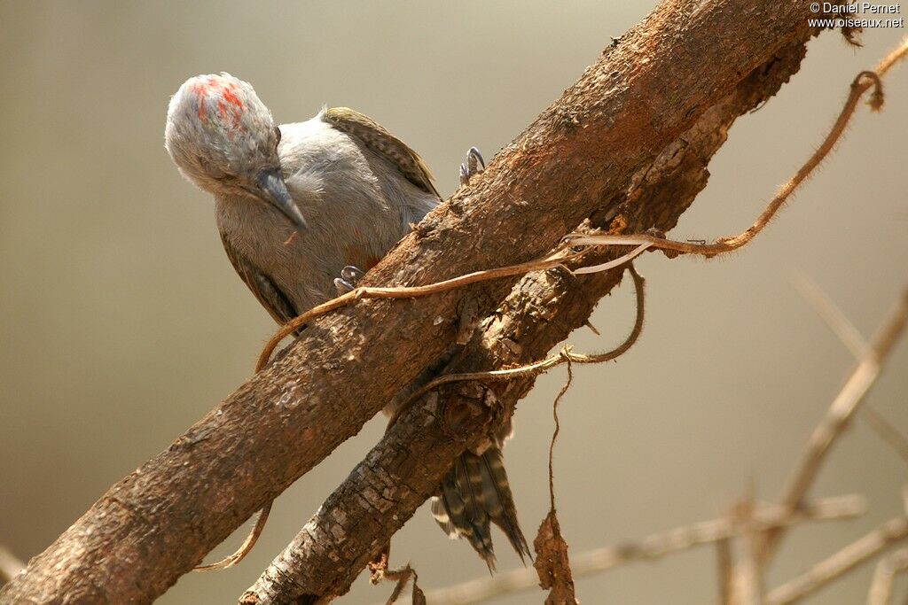 African Grey Woodpeckerimmature, identification