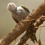 African Grey Woodpecker