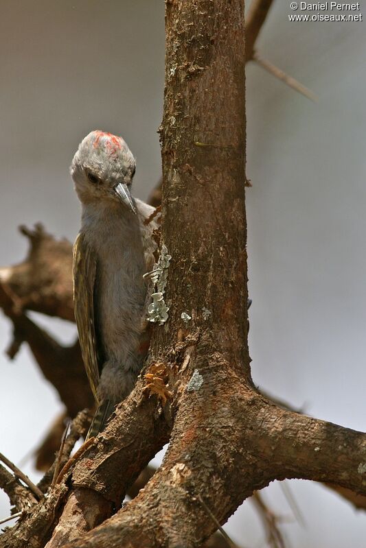 African Grey Woodpeckerimmature, identification