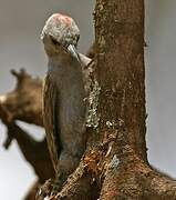 African Grey Woodpecker