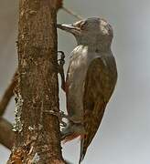 African Grey Woodpecker