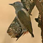 African Grey Woodpecker