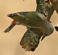 African Grey Woodpecker