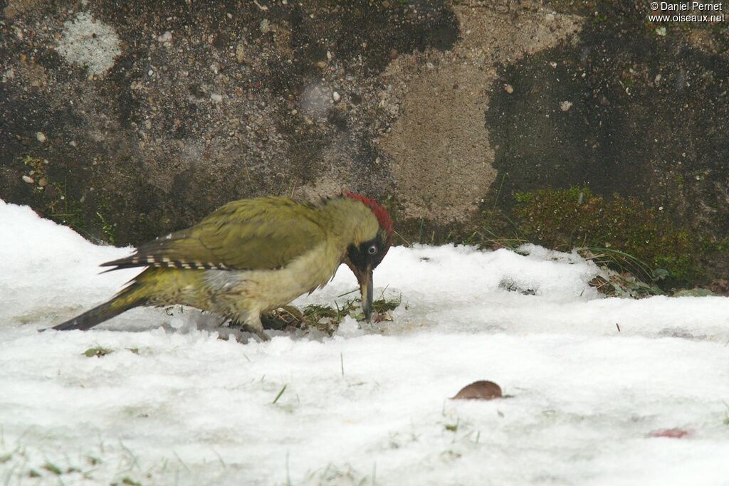 European Green Woodpeckeradult, identification, feeding habits