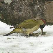 European Green Woodpecker