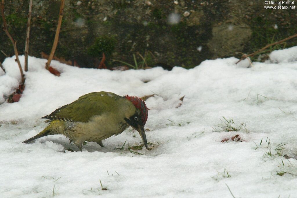 European Green Woodpeckeradult, identification, feeding habits