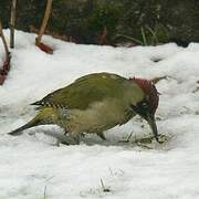 European Green Woodpecker