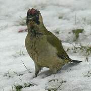 European Green Woodpecker