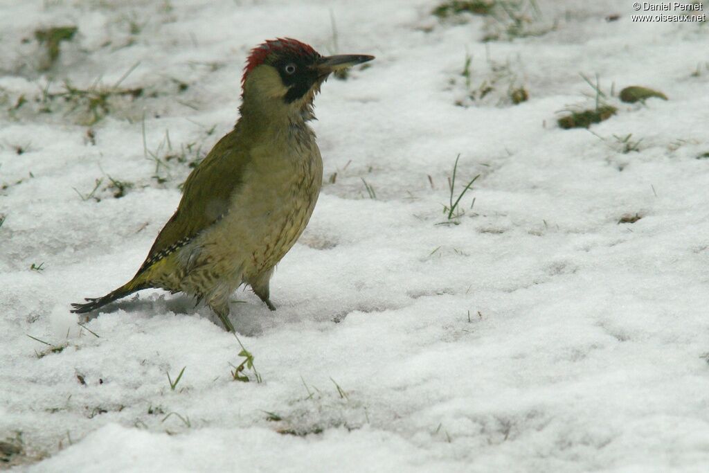 European Green Woodpeckeradult, identification