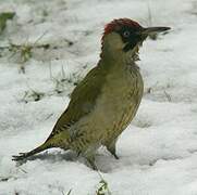 European Green Woodpecker