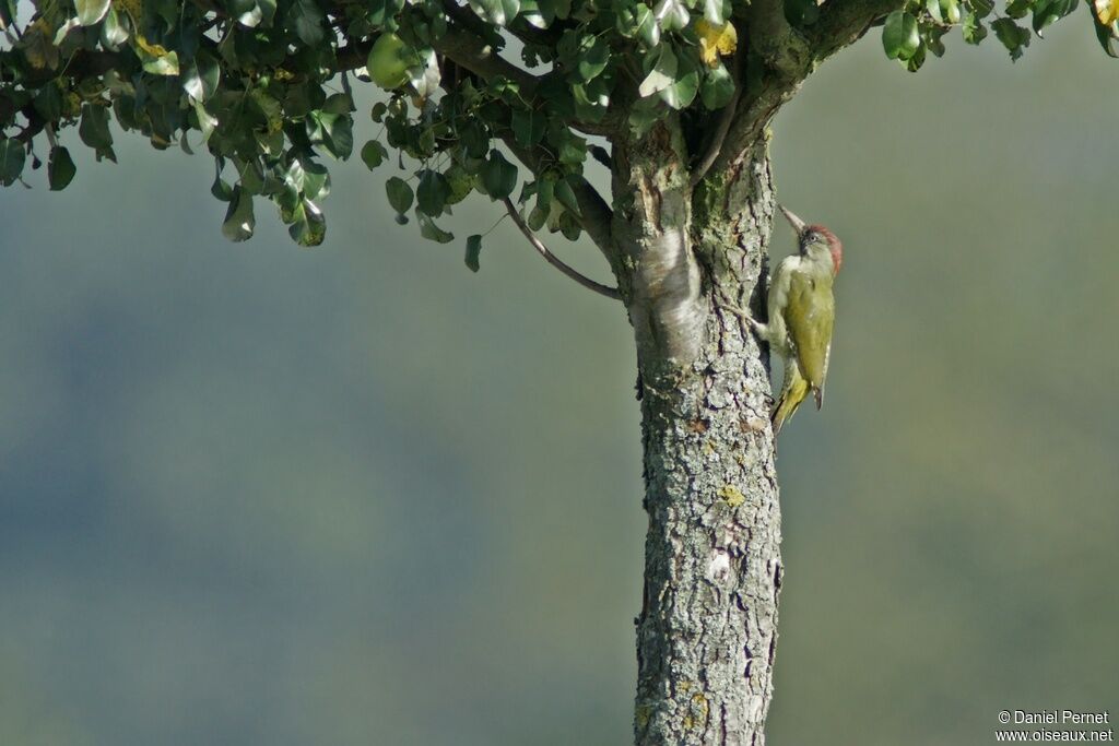 Pic vert femelle adulte, identification