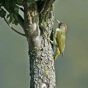 European Green Woodpecker