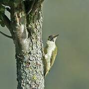 European Green Woodpecker