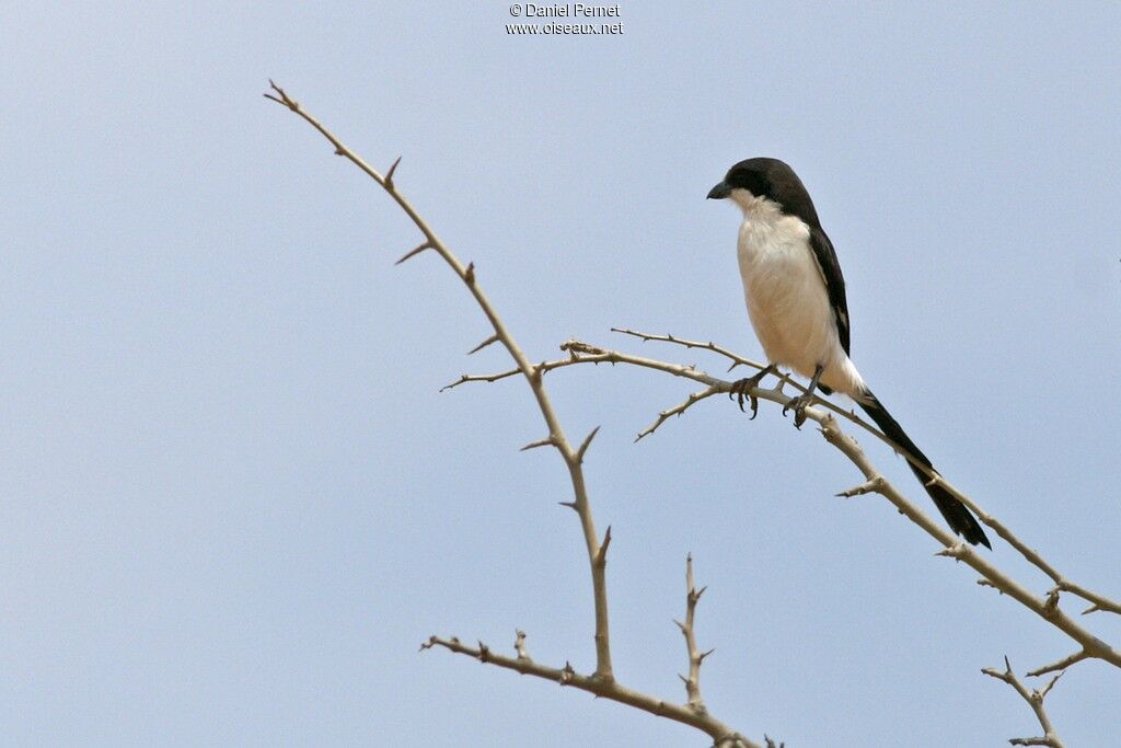 Long-tailed Fiscal, identification