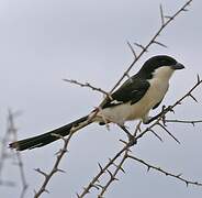 Long-tailed Fiscal