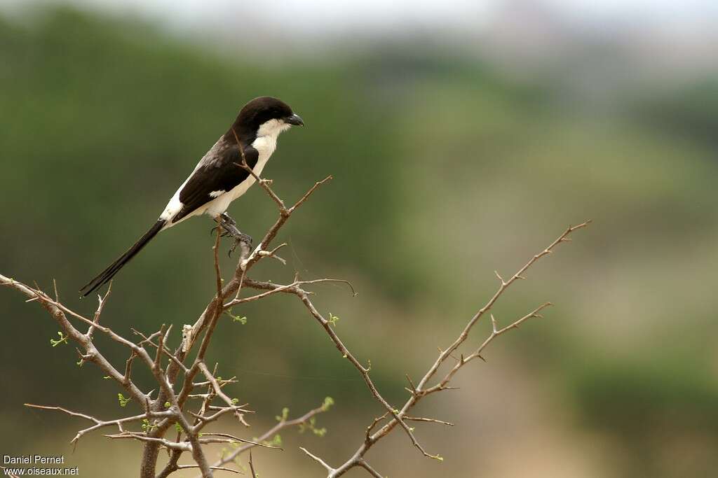 Long-tailed Fiscaladult, identification