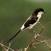 Long-tailed Fiscal