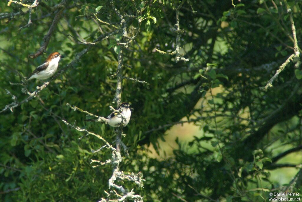 Woodchat Shrike , identification