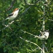 Woodchat Shrike