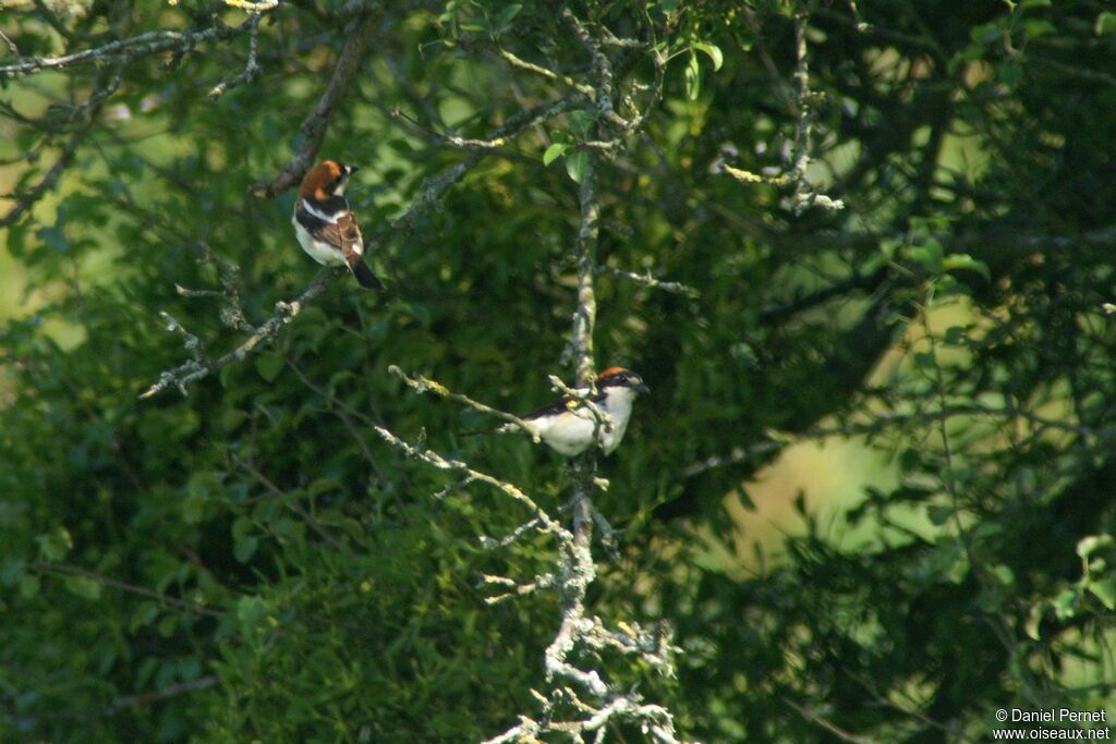 Woodchat Shrike , identification