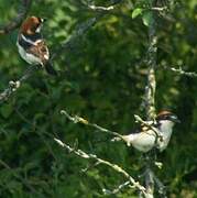 Woodchat Shrike