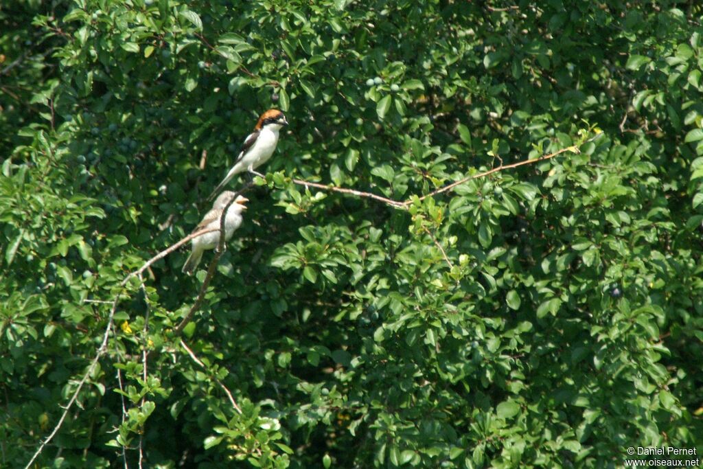 Pie-grièche à tête rousseadulte, identification