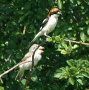 Woodchat Shrike