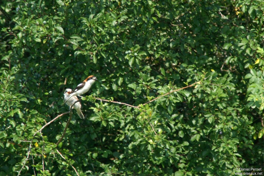 Woodchat Shrikeadult, identification